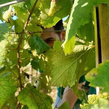 Quinta Do Outeiro 1598 Séjour à la ferme