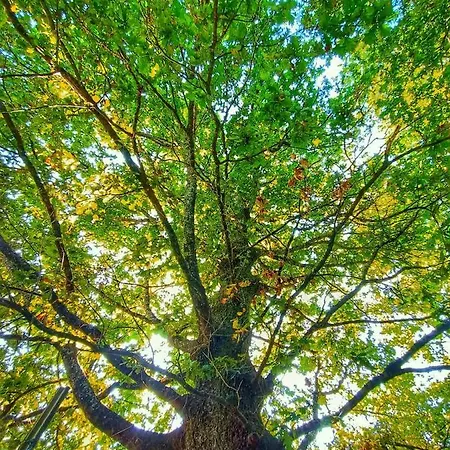 Quinta Do Outeiro 1598 Séjour à la ferme *