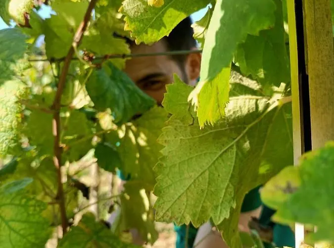 Quinta Do Outeiro 1598 בית חווה