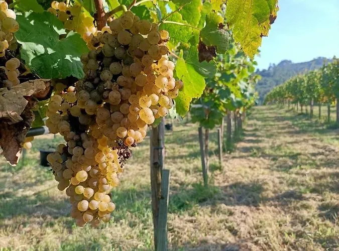 Vakantieboerderij Quinta Do Outeiro 1598 *