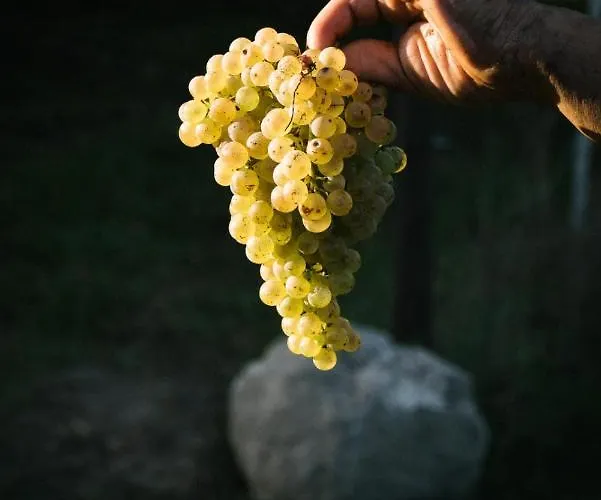 Farm stay Quinta Do Outeiro 1598 *