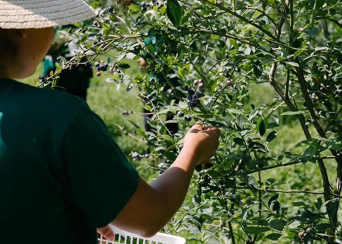 Quinta Do Outeiro 1598 *