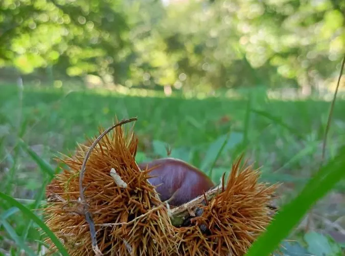 Quinta Do Outeiro 1598 Çiftlik konaklama *
