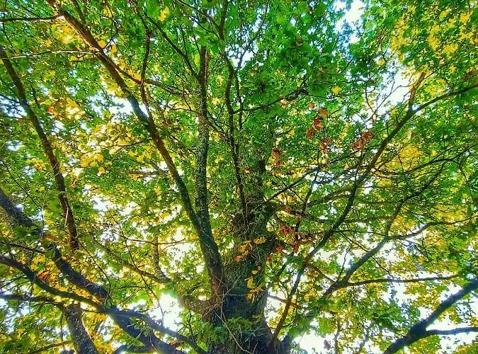 Quinta Do Outeiro 1598 בית חווה *